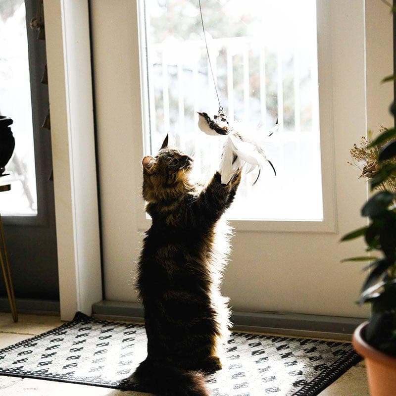 Interactive Bird Simulation Cat Toy Set | Leo's Paw