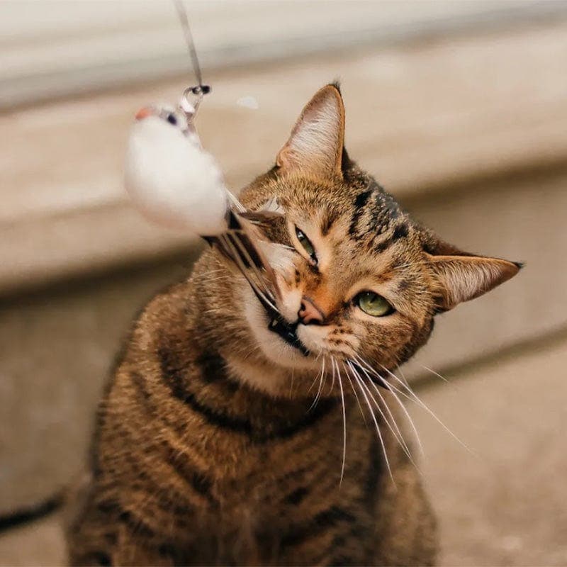 Interactive Bird Simulation Cat Toy Set | Leo's Paw